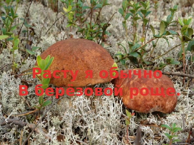 Расту я обычно  В берёзовой роще. 