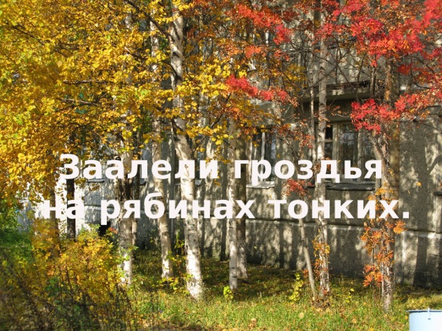  Заалели гроздья  на рябинах тонких. е 