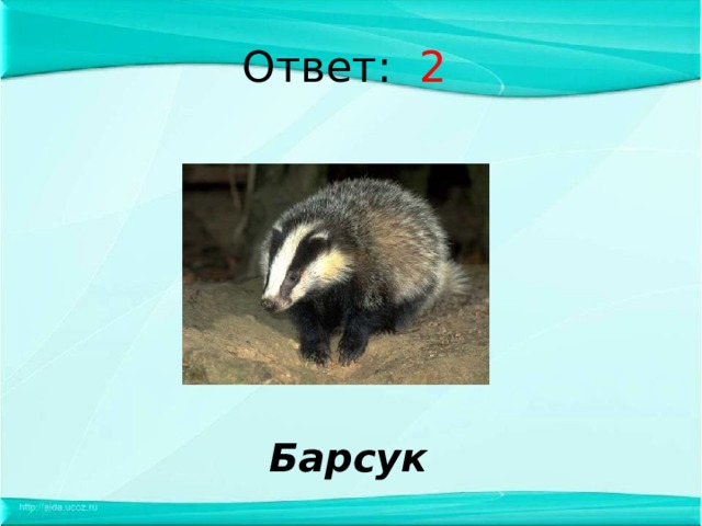 Ответ: 2 Барсук 