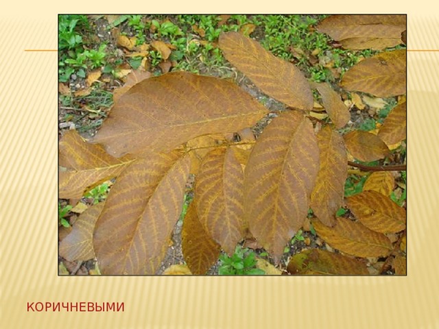 коричневыми 