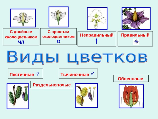 С двойным околоцветником ЧЛ С простым околоцветником  О Правильный  Неправильный  Пестичные ♀ Тычиночные ♂ Обоеполые  Раздельнополые 