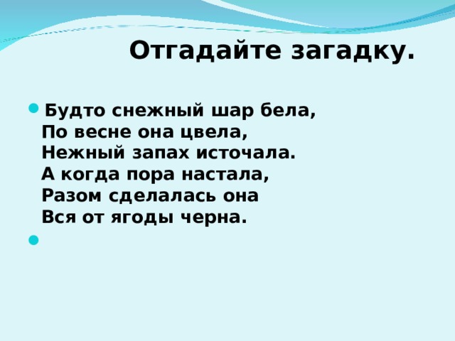  Отгадайте загадку.   Будто снежный шар бела,  По весне она цвела,  Нежный запах источала.  А когда пора настала,  Разом сделалась она  Вся от ягоды черна.    