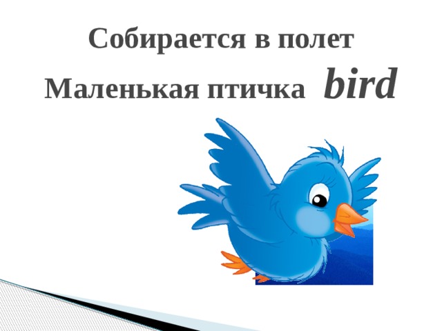 Собирается в полет  Маленькая птичка  bird   