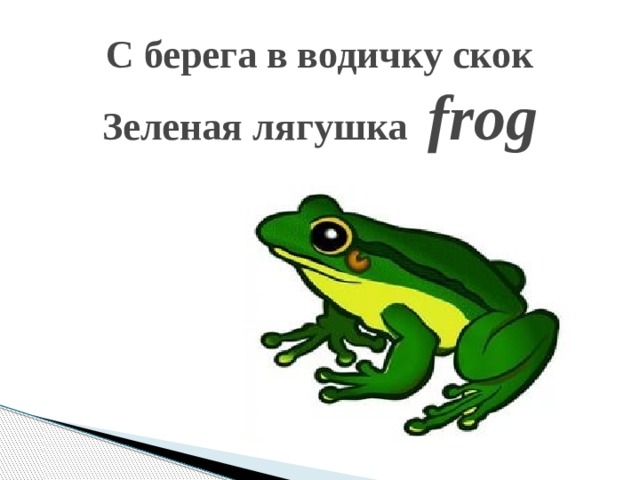 С берега в водичку скок  Зеленая лягушка frog   