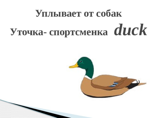 Уплывает от собак  Уточка- спортсменка   duck   