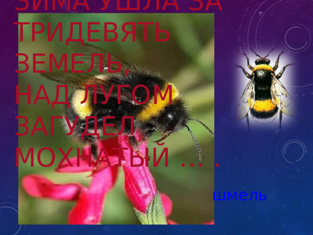 Зима ушла за тридевять земель,  Над лугом загудел мохнатый … .  шмель 