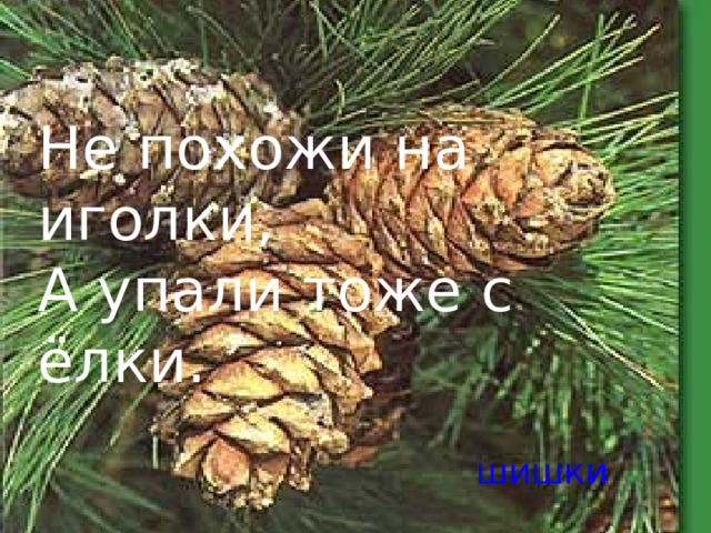 Не похожи на иголки, А упали тоже с ёлки. шишки 