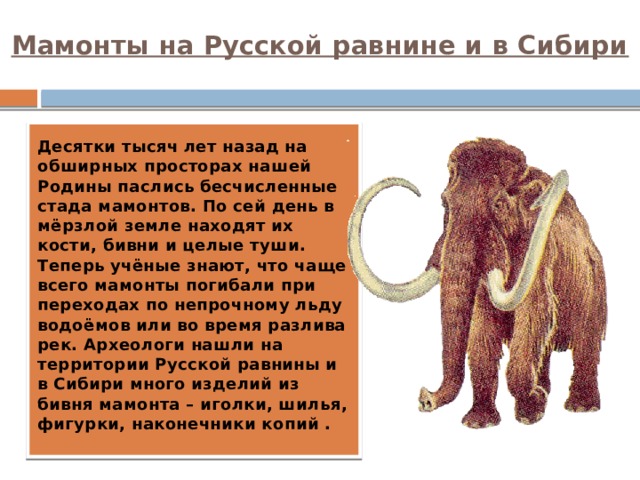 Мамонты на Русской равнине и в Сибири Десятки тысяч лет назад на обширных просторах нашей Родины паслись бесчисленные стада мамонтов. По сей день в мёрзлой земле находят их кости, бивни и целые туши. Теперь учёные знают, что чаще всего мамонты погибали при переходах по непрочному льду водоёмов или во время разлива рек. Археологи нашли на территории Русской равнины и в Сибири много изделий из бивня мамонта – иголки, шилья, фигурки, наконечники копий . 