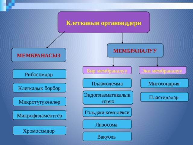 Клетканын органоиддери МЕМБРАНАЛУУ МЕМБРАНАСЫЗ Бир мембраналуу Эки мембраналуу  Рибосомдор Митохондрия Плазмолемма Клеткалык борбор Эндоплазматикалык торчо Пластидалар  Микротүтүкчөлөр Гольджи комплекси Микрофиламенттер Лизосома  Хромосомдор Вакуоль  3 