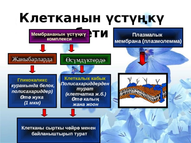 Клетканын үстүңкү бети   Плазмалык мембрана (плазмолемма) Мембрананын үстүңкү комплекси Жаныбарларда Өсүмдүктөрдө Клеткалык кабык  Гликокаликс Полисахариддерден ( курамында белок, полисахариддер) турат (клетчатка ж.б.) Өтө жука (1 мкм) Өтө калың жана жоон Клетканы сырткы чөйрө менен  байланыштырып турат 