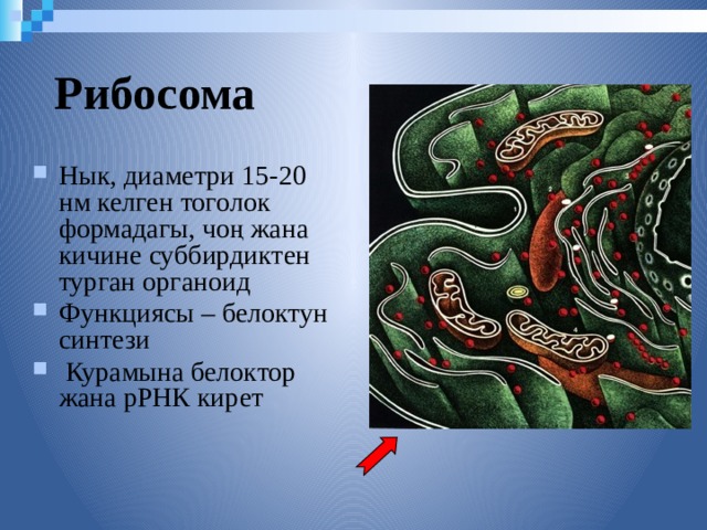 Рибосома Нык, диаметри 15-20 нм келген тоголок формадагы, чоң жана кичине суббирдиктен турган органоид Функциясы – белоктун синтези  Курамына белоктор жана рРНК кирет  