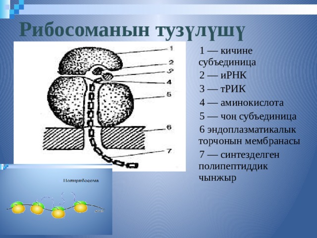 Рибосоманын тузүлүшү 1 — кичине субъединица 2 — иРНК 3 — тРИК 4 — аминокислота 5 — чоң субъединица 6 эндоплазматикалык торчонын мембранасы 7 — синтезделген полипептиддик чынжыр  
