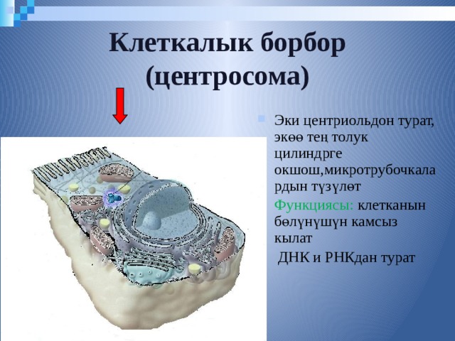 Клеткалык борбор (центросома) Эки центриольдон турат, экөө тең толук цилиндрге окшош,микротрубочкалардын түзүлөт Функциясы: клетканын бөлүнүшүн камсыз кылат  ДНК и РНКдан турат  