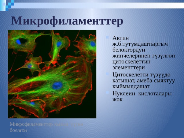 Микрофиламенттер Актин ж.б.тутумдаштыргыч белоктордун жипчелеринен түзүлгөн цитоскелеттин элементтери Цитоскелетти түзүүдө катышат, амеба сыяктуу кыймылдашат Нуклеин кислоталары жок Микрофиламенттер кызыл түскө боелгон  