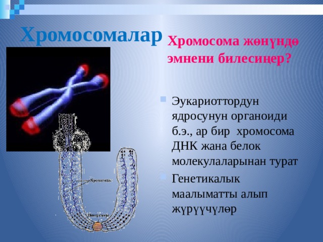 Хромосомалар Хромосома жөнүндө эмнени билесиңер? Эукариоттордун ядросунун органоиди б.э., ар бир хромосома ДНК жана белок молекулаларынан турат Генетикалык маалыматты алып жүрүүчүлөр  