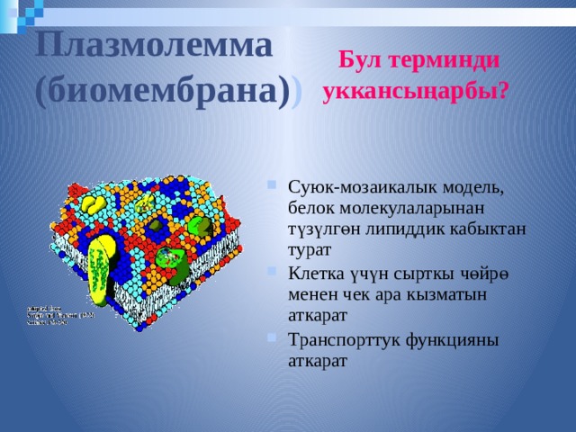 Плазмолемма  (биомембрана) )  Бул терминди  уккансыңарбы? Суюк-мозаикалык модель, белок молекулаларынан түзүлгөн липиддик кабыктан турат Клетка үчүн сырткы чөйрө менен чек ара кызматын аткарат Транспорттук функцияны аткарат  