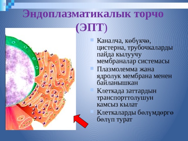Эндоплазматикалык торчо (ЭПТ )  Каналча, көбүкчө, цистерна, трубочкаларды пайда кылуучу мембраналар системасы Плазмолемма жана ядролук мембрана менен байланышкан Клеткада заттардын транспорттолушун камсыз кылат Клеткаларды бөлүмдөргө бөлүп турат  