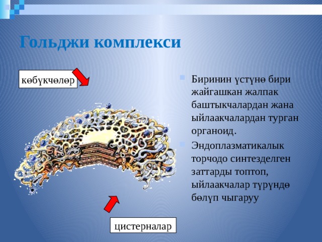 Гольджи комплекси Биринин үстүнө бири жайгашкан жалпак баштыкчалардан жана ыйлаакчалардан турган органоид. Эндоплазматикалык торчодо синтезделген заттарды топтоп, ыйлаакчалар түрүндө бөлүп чыгаруу көбүкчөлөр цистерналар  