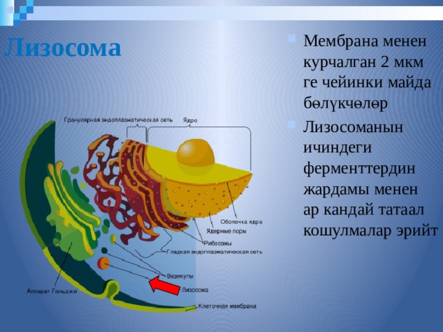 Лизосома  Мембрана менен курчалган 2 мкм ге чейинки майда бөлүкчөлөр Лизосоманын ичиндеги ферменттердин жардамы менен ар кандай татаал кошулмалар эрийт  