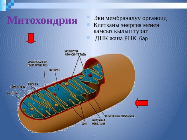 Митохондрия Эки мембраналуу органоид Клетканы энергия менен камсыз кылып турат  ДНК жана РНК бар  