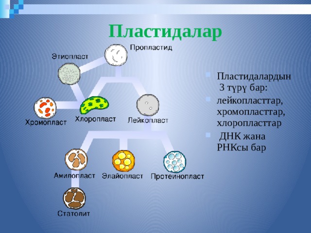 Пластидалар Пластидалардын 3 түрү бар: лейкопласттар, хромопласттар, хлоропласттар  ДНК жана РНКсы бар  