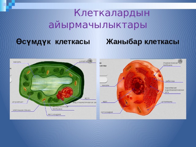  Клеткалардын айырмачылыктары Өсүмдүк клеткасы Жаныбар клеткасы 