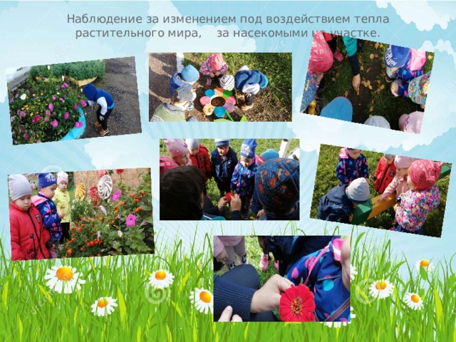 Наблюдение за изменением под воздействием тепла растительного мира, за насекомыми на участке. 