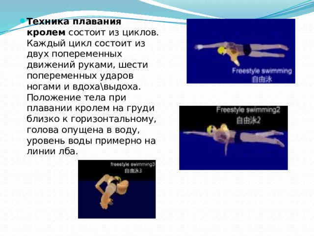 Техника плавания кролем  состоит из циклов. Каждый цикл состоит из двух попеременных движений руками, шести попеременных ударов ногами и вдоха\выдоха. Положение тела при плавании кролем на груди близко к горизонтальному, голова опущена в воду, уровень воды примерно на линии лба. 