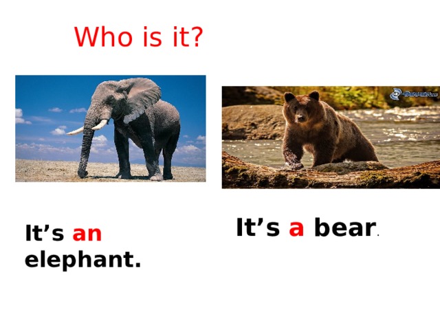 Who is it? It’s a bear . It’s an elephant. 