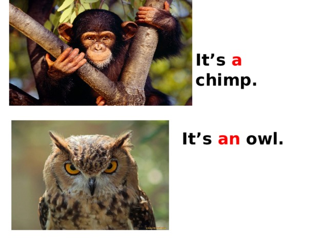 It’s a chimp. It’s an owl. 