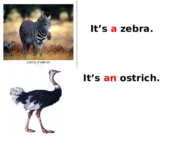 It’s a zebra. It’s an ostrich. 