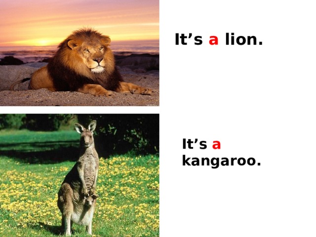 It’s a lion. It’s a kangaroo. 