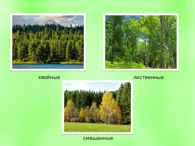 хвойные лиственные смешанные 