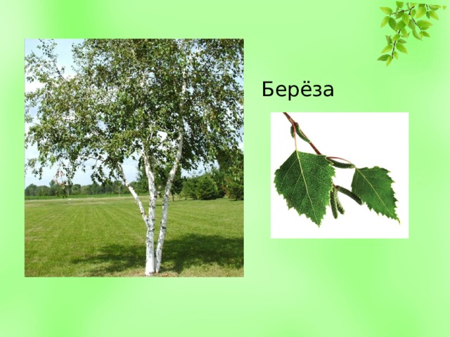 Берёза 