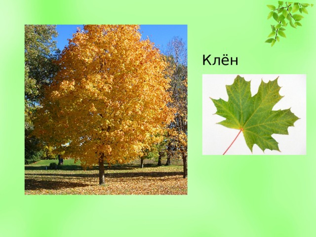 Клён 