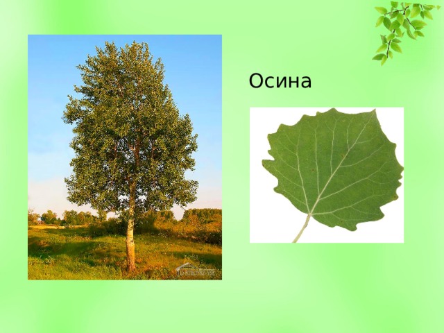 Осина 