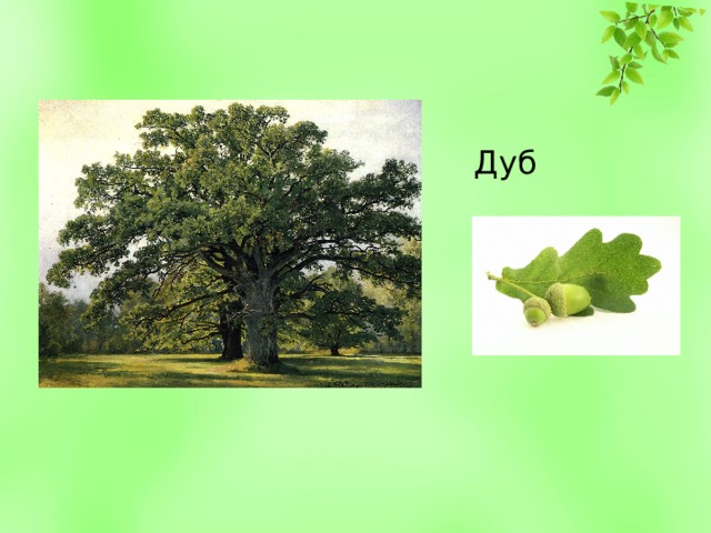 Дуб 