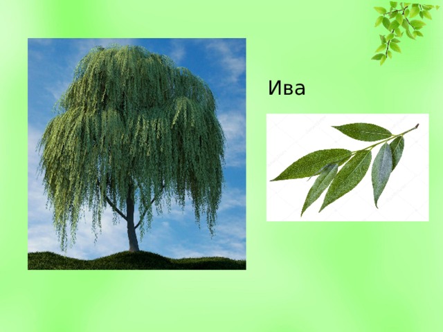 Ива 