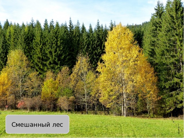 Смешанный лес 
