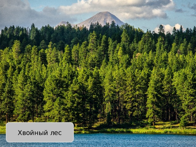 Хвойный лес 