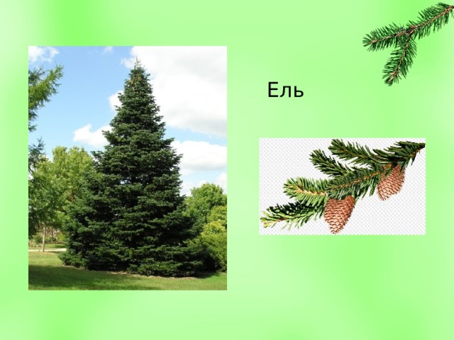 Ель 