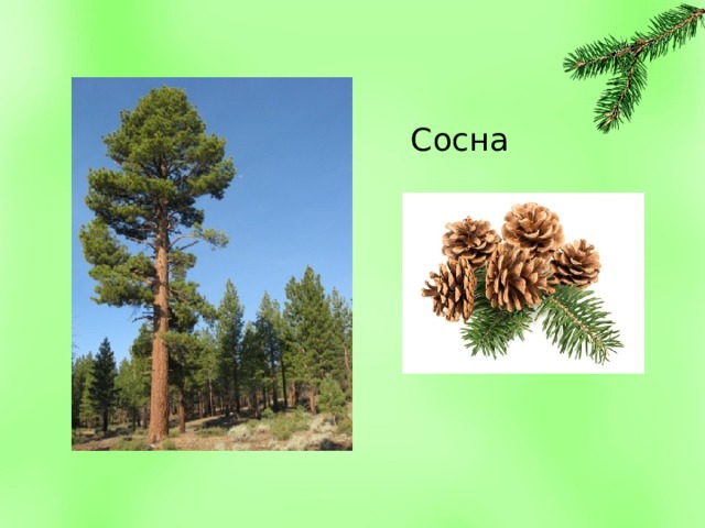 Сосна 