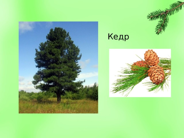 Кедр 