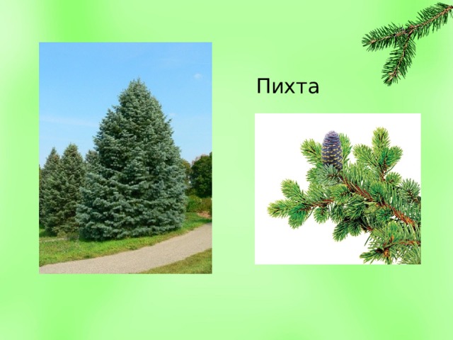 Пихта 