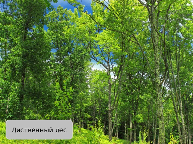 Лиственный лес 