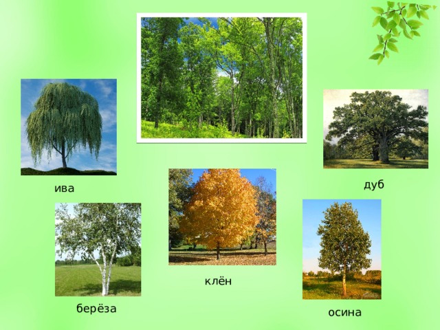 дуб ива клён берёза осина 