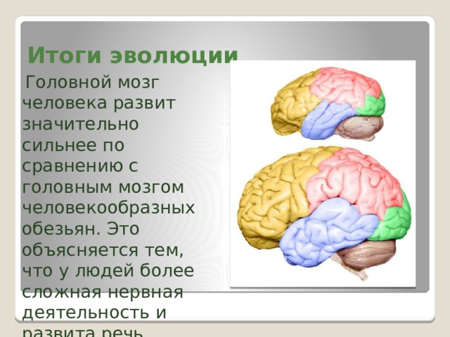 Итоги эволюции  Головной мозг человека развит значительно сильнее по сравнению с головным мозгом человекообразных обезьян. Это объясняется тем, что у людей более сложная нервная деятельность и развита речь. 