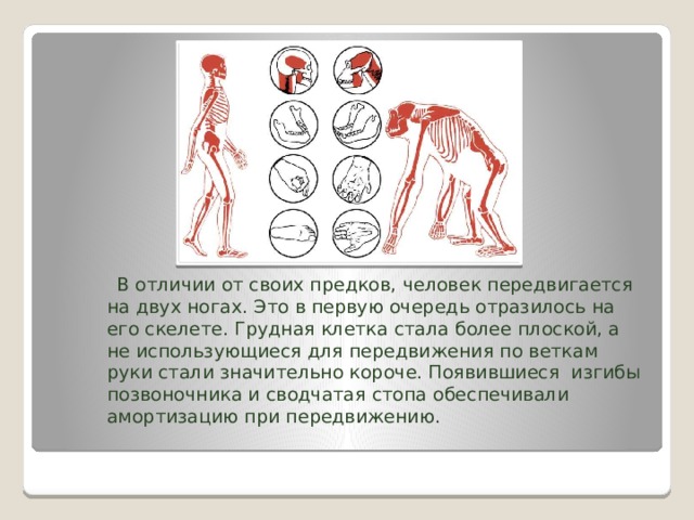  В отличии от своих предков, человек передвигается на двух ногах. Это в первую очередь отразилось на его скелете. Грудная клетка стала более плоской, а не использующиеся для передвижения по веткам руки стали значительно короче. Появившиеся изгибы позвоночника и сводчатая стопа обеспечивали амортизацию при передвижению. 