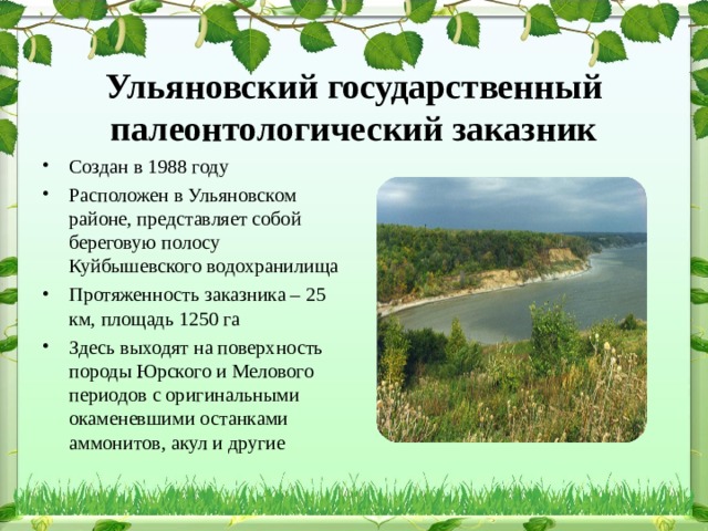 Ульяновский государственный палеонтологический заказник Создан в 1988 году Расположен в Ульяновском районе, представляет собой береговую полосу Куйбышевского водохранилища Протяженность заказника – 25 км, площадь 1250 га Здесь выходят на поверхность породы Юрского и Мелового периодов с оригинальными окаменевшими останками аммонитов, акул и другие 