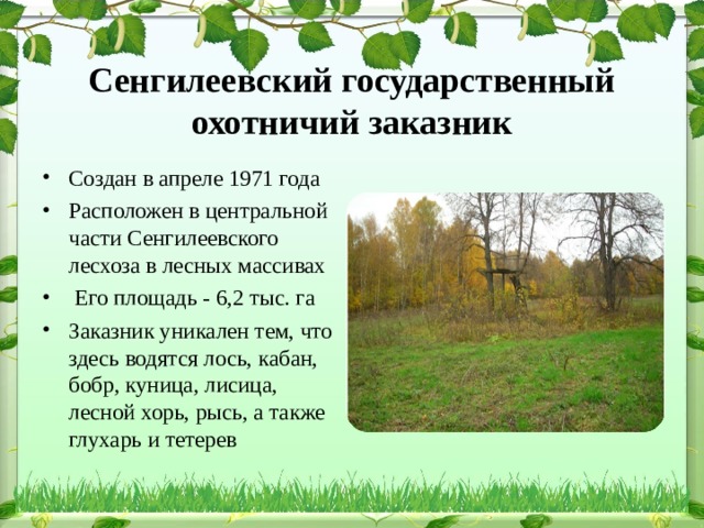 Сенгилеевский государственный охотничий заказник Создан в апреле 1971 года Расположен в центральной части Сенгилеевского лесхоза в лесных массивах  Его площадь - 6,2 тыс. га Заказник уникален тем, что здесь водятся лось, кабан, бобр, куница, лисица, лесной хорь, рысь, а также глухарь и тетерев 